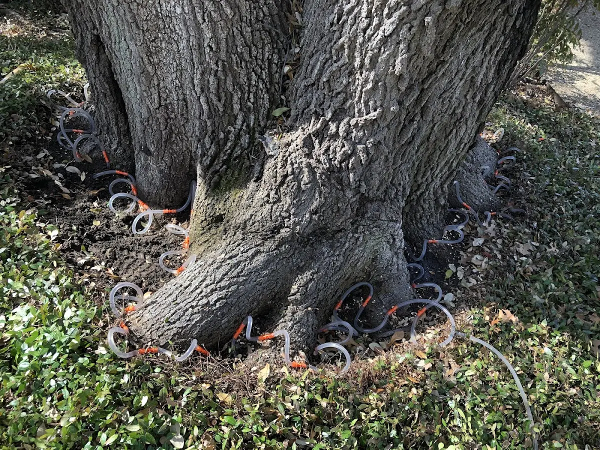 Detailed Tree Cabling and Bracing job site in Hoboken