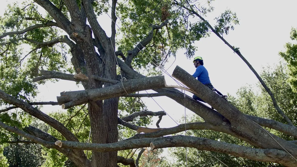 Professional Crown Thinning performed by certified arborists in Hoboken