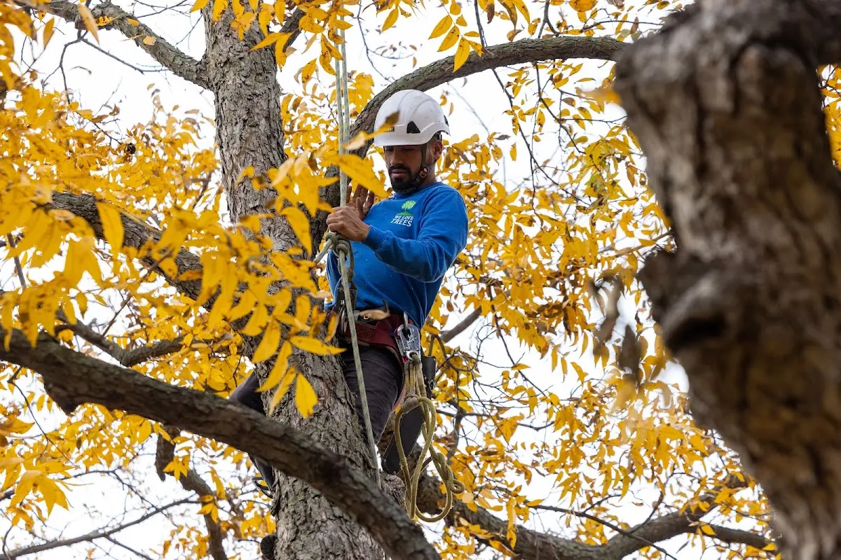 Skilled Tree Transplanting crew working in Hoboken